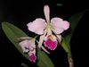 CATTLEYA JENMANII (Италия) 